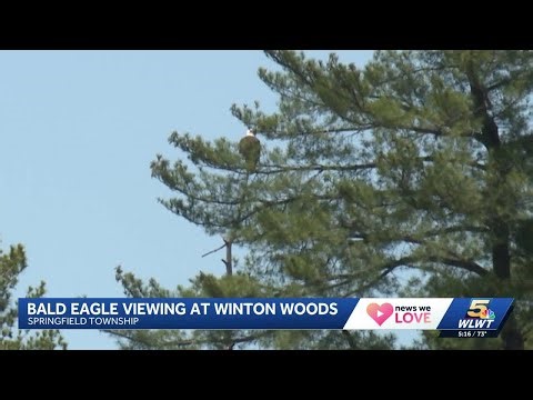 Bald eagles nesting at Winton Woods, Great Parks offering viewing time slots
