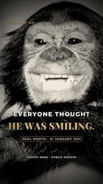 Everyone Thought This Chimp Was Smiling. He Wasn't.