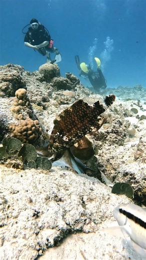 Hunting Octopus