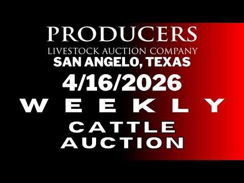 4/16/2026 - Cattle Auction - Producers Livestock Auction Company