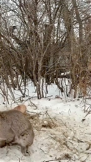A woman saved a wild lynx