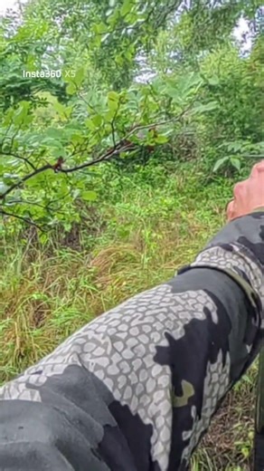 Traditional bow vs wild hog #archery #hunting #wildlife