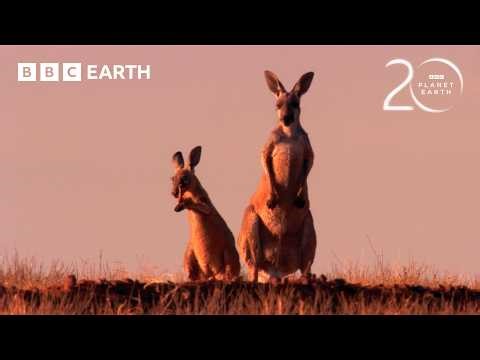 How Do Kangaroos Survive Extreme Heat? | 20 Years of Planet Earth | BBC Earth