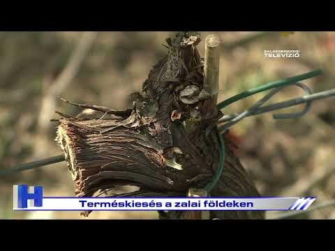 Híradó - 2026. október 8.