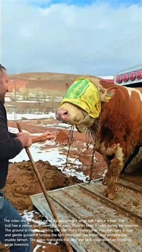 Unloading a Blindfolded Bull from a Trailer in Muddy Conditions