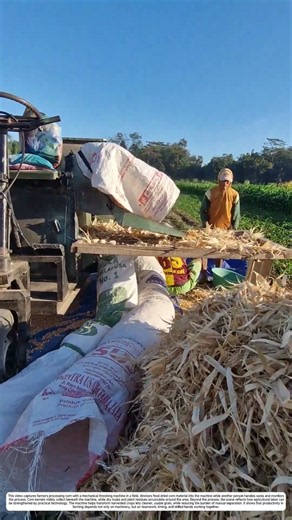 Corn Threshing: How a Machine Turns Cobs Into Ready-to-Process Kernels