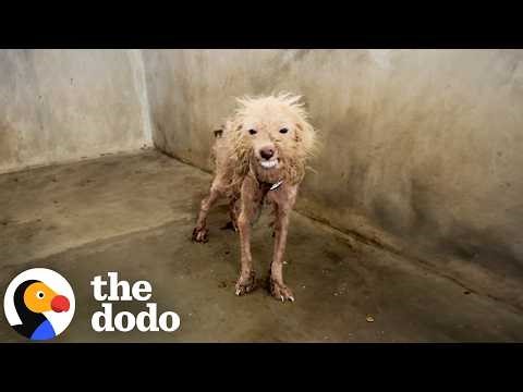 Scraggly Dog Gives His Best Smile So Someone Will Choose Him | The Dodo