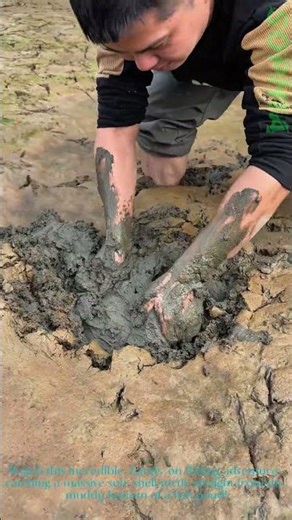 Wild Soft-Shell Turtle Catch: Mud Fishing at Its Finest!