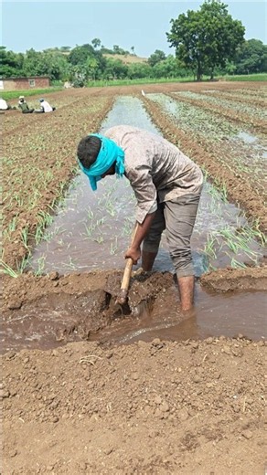 Village life #agriculture #khetiwadi #farmerlife #shorts