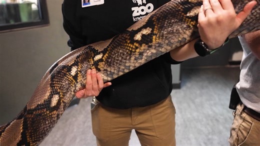 🐍 HOW BIG IS DOLLY THE GIANT PYTHON? 🐍 We recently got hands-on with Dolly, our giant reticulated python, for a full health check—including updated measurements for the first time in years! As you can see, it took several keepers to safely hoist and support this massive snake during her exam. 💪🐍 The last time we measured her, Dolly was just over 16.5 feet long and weighed 139 pounds 😮 And that was five years ago… So the real question is 👀👇 👉 How big do you think she is now? Come celebrat