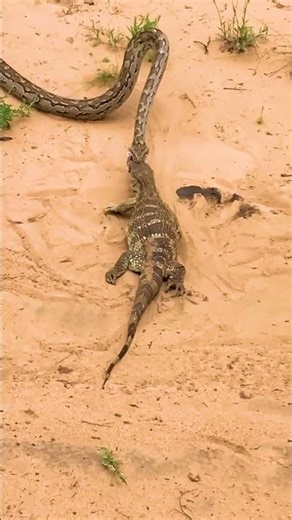 Crocodile Versus Python Deadly Role Reversal
