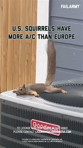 Squirrels just wanna have central air #heatwave #europe #worldcup #america #extremeweather