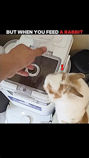 Everyone Knows Cheetahs Are Fast… But This Rabbit?! #trending #animals #wildlife #youtubeshorts