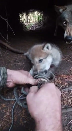 Hands Loosening Spring Loop Inside Forest Den