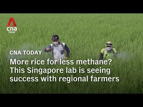 More rice for less methane? This Singapore lab is already seeing success with regional farmers