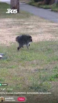 Meet Jimothy the viral raccoon