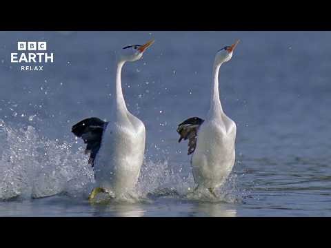The Changing Seasons Of Earth | Peaceful Wildlife & Nature | BBC Earth Relax