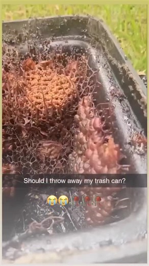 @the.reel.nigga on Instagram: "🗑️ Interesting fact: Trash cans are designed to be psychological barriers, not just containers. Even when a bin is only a few steps away, people are far more likely to litter if they don’t immediately see one—visibility matters more than distance when it comes to waste behavior. The shape and lid of a trash can can change how much people throw away. Covered bins reduce smell but also reduce usage in public spaces, while open-top cans collect more trash simply beca