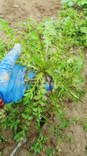 Foraging Delicacies: Uncover Hidden Veggie Treasures in the Wild