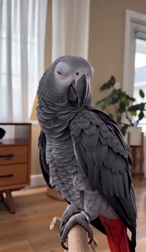 Talking Parrot Funny Conversations — Peter the African Grey Parrot