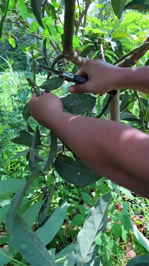 Super sharp tool for pruning plants -Agriculture farming #shorts