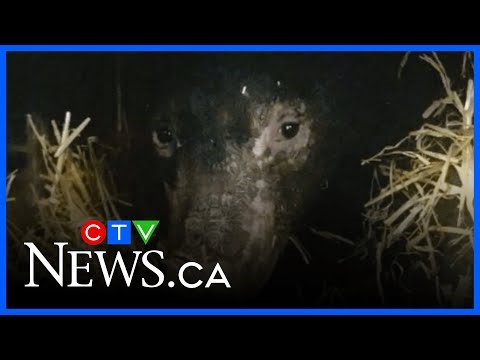 Bear cub rescued after slash pile fire