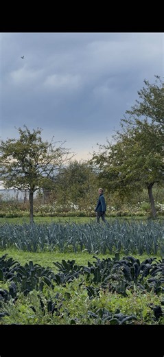 When to Harvest Leeks: A Farmer's Technical Guide
