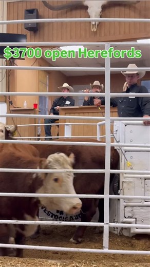 Christian Lattouf on Instagram: "Put a Brahman Bull on these cows and we’ll talk next year! #texas #usa #cows #hereford"