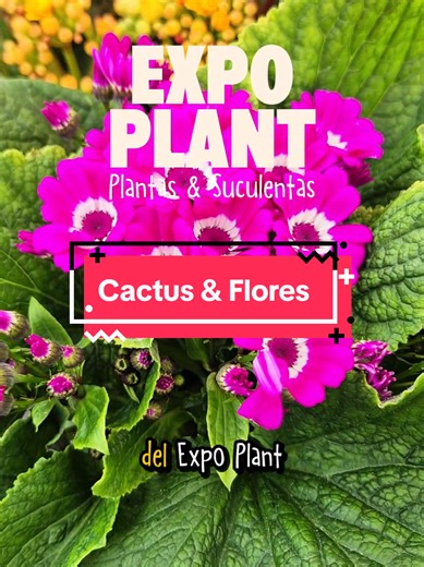Plantas, Cactus, Suculentas, premios, actividades y muchísimas sorpresas. ExpoPlant Zacatecas 2 · 3 · 4 de Octubre 🕙 10 AM – 7PM 📍 Plaza Bicentenario, Zacatecas 🎟️ ENTRADA LIBRE 🌵 Concurso El Gran Cactus 🎴 Juego Botánico 🪴 Expositores y muchísimas plantas por descubrir #plantas #suculentas #cactus #flores #zacatecas