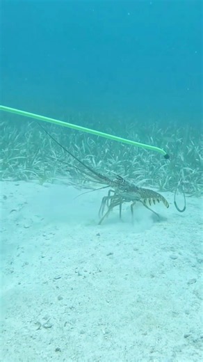 The Best Tool for Catching Lobster #lobster