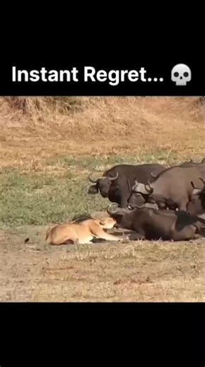 Buffalo vs Lioness #lion #buffalo #animals #wildlife