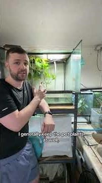 Rules of the Rain Chamber - Part 2: Species Specifics #frog #frogbreeding #amphibian #frogspawn