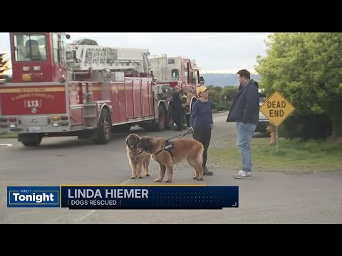 Seattle Fire crews rescue two large dogs stuck down embankment