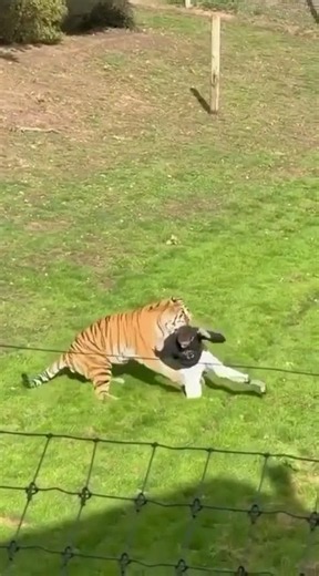 Tiger Attack - Yorkshire Wildlife Park