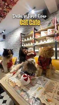 Delhi's First Ever Cat Cafe | Curly Tales #shorts