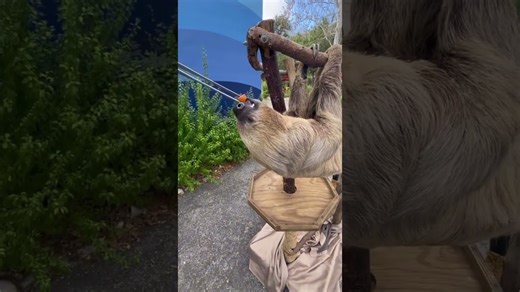 Sleepy slow sloth is still ready for a tasty snack