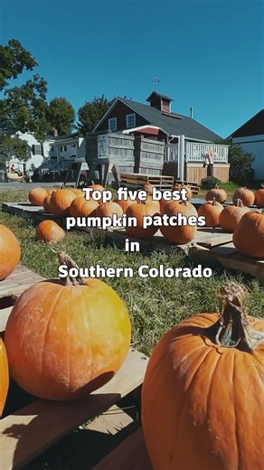 Top 5 Pumpkin Patches in Colorado