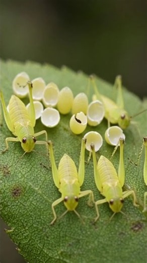 Grasshopper Life Cycle: From Egg to Adult! 🦗 #Grasshopper #GrasshopperLifeCycle