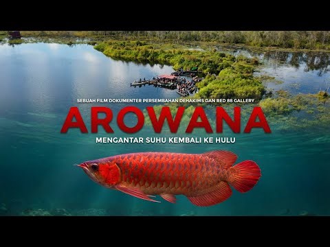 AROWANA : Mengantar Suhu Kembali Ke Hulu (Documentary)