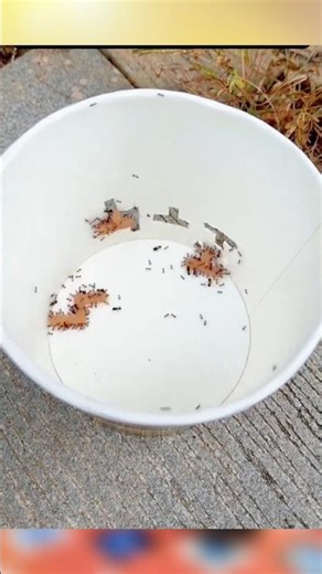 Ants: The Unseen Geniuses of the Insect World?! 🤯🐜