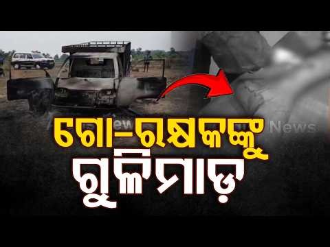 ମୟୂରଭଞ୍ଜରେ ଗୋ-ମାଫିଆଙ୍କ ଆତଙ୍କ | Cow Mafia Terror in Mayurbhanj: Gau-Rakshak Shot by Miscreants!