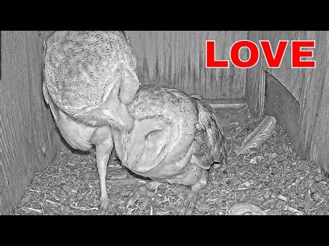 🦉 Barn Owl Romance Caught on Cam 💘 Must See!