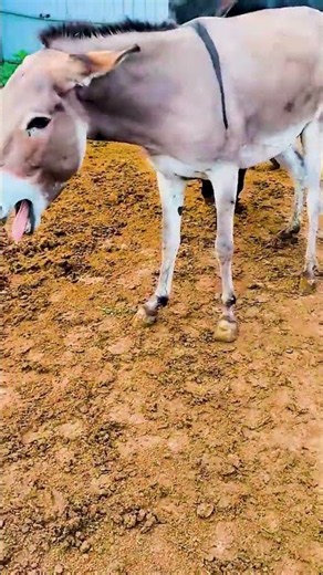 Funniest Donkey Ever Donkey Training the fun way 85