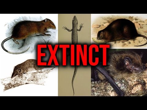 Christmas Island | The Fall and Rise of the “Galapagos of the Indian Ocean”