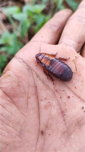 SUPER CUTE COCKROACH and the third is myterious #anyuniqueanimals #beautifulinsects #cockroach