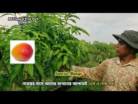 নভেম্বর মাসে আমের বাগানের আপডেট! (পঞ্চম ও শেষ পর্ব) JM Tropical Fruit Park, Sylhet #mango #আম