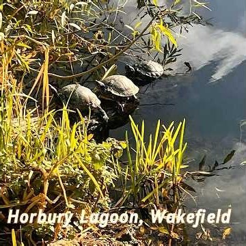 3 Turtles Spotted in Yorkshire?! 🐢 | Unexpected Wildlife Encounter