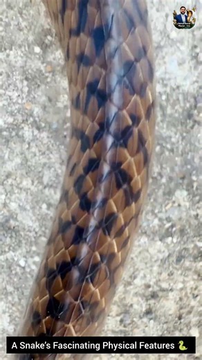 A Snake’s Fascinating Physical Features 🐍 #SnakeAnatomy #Wildlife #Nature