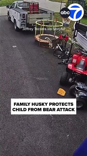 Family husky protects child from charging bear