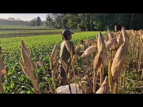 SATISFYING CORN HARVEST WITH SMART FARMER SKILLS THAT LOOK ABSOLUTELY - Agricultural Farming
